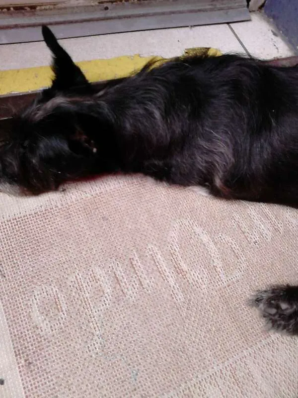 Cachorro ra a sem raça definida idade 1 ano nome Não sei