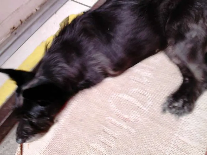 Cachorro ra a sem raça definida idade 1 ano nome Não sei