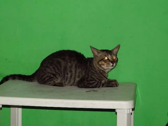 Gato ra a Vira lata idade 1 ano nome Orelha