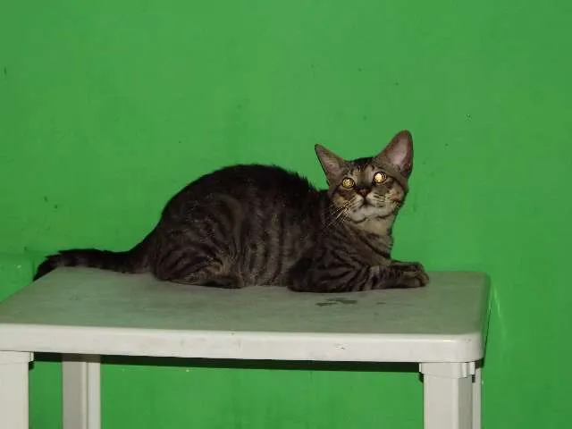 Gato ra a Vira lata idade 1 ano nome Orelha