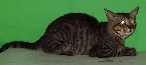 Gato ra a Vira lata idade 1 ano nome Orelha