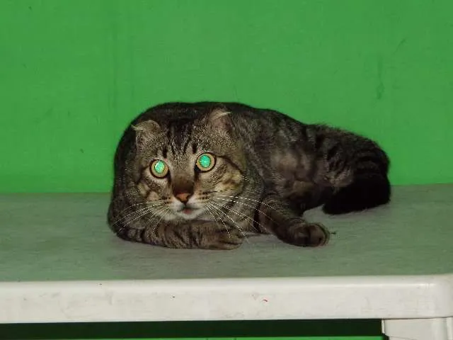 Gato ra a Viralata idade 1 ano nome Rajado
