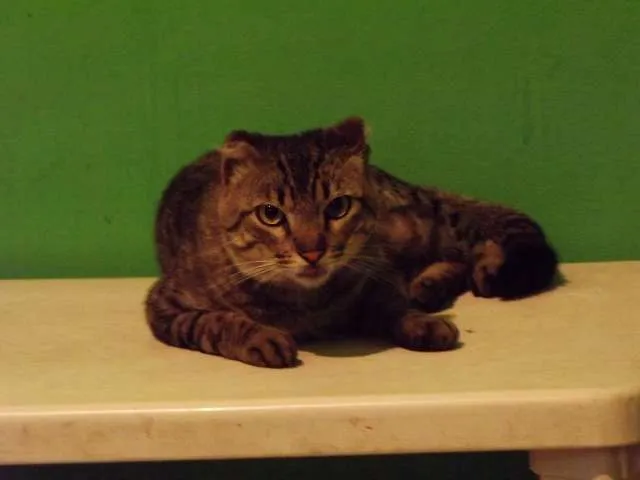 Gato ra a Viralata idade 1 ano nome Rajado