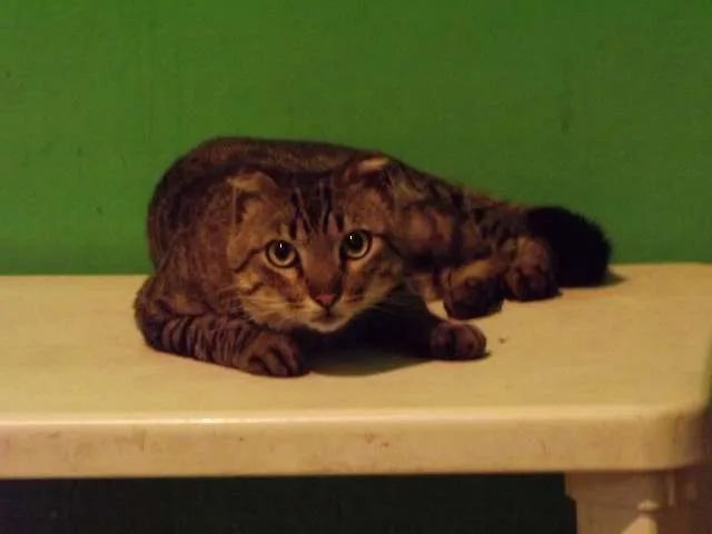 Gato ra a Viralata idade 1 ano nome Rajado