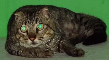 Gato ra a Viralata idade 1 ano nome Rajado