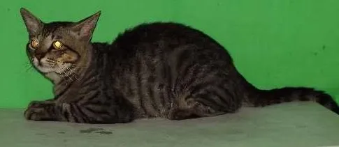 Gato ra a Vira lata idade 1 ano nome Orelha