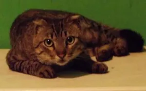 Gato raça Viralata idade 1 ano nome Rajado