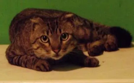 Gato ra a Viralata idade 1 ano nome Rajado