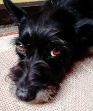 Cachorro raça sem raça definida idade 1 ano nome Não sei