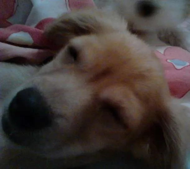 Cachorro raça misturado york shaine com lhasa idade 2 a 6 meses nome Spayck