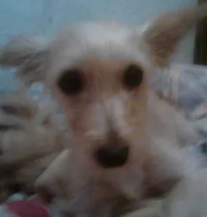 Cachorro raça Eu acho que algum tipo de Yorkchaine idade 5 anos nome Nina