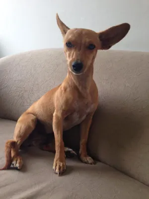 Cachorro raça Vira lata idade 1 ano nome Sem nome