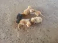 Lindos Gatinhos