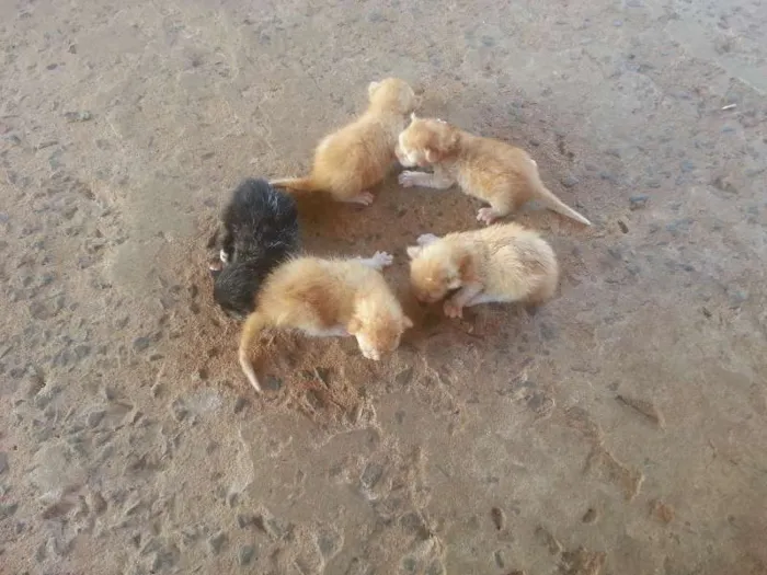 Gato ra a SRD idade  nome Lindos Gatinhos