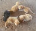 Lindos Gatinhos
