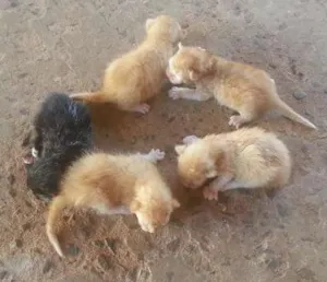 Gato raça SRD idade  nome Lindos Gatinhos