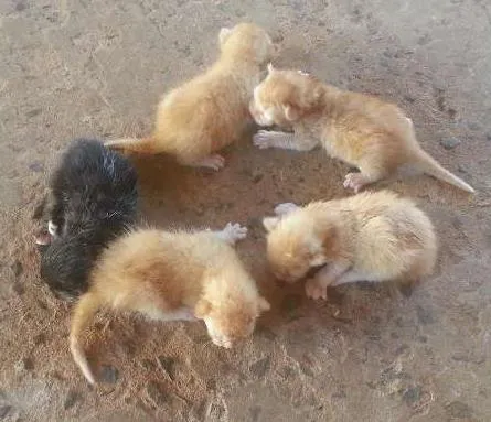 Gato ra a SRD idade  nome Lindos Gatinhos
