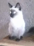 Gatinhos lindos