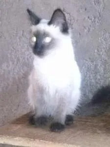 Gato ra a SRD idade 2 a 6 meses nome Gatinhos lindos