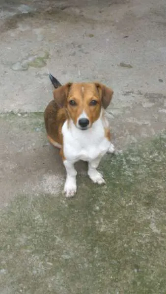 Cachorro raça SRD idade 2 a 6 meses nome Becks