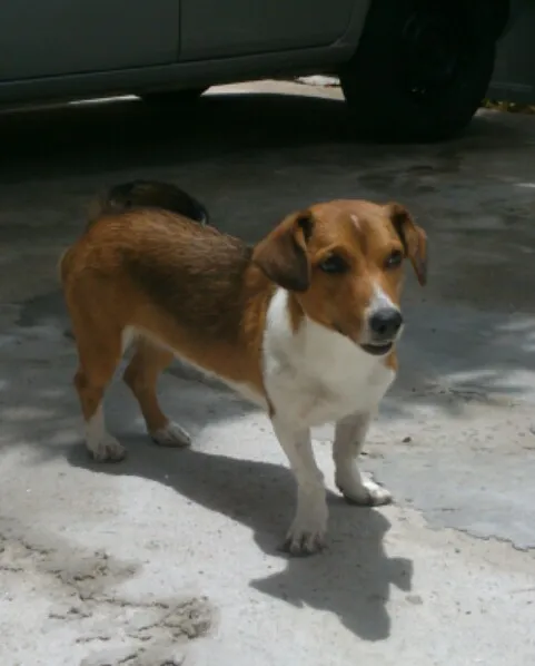 Cachorro raça SRD idade 2 a 6 meses nome Becks