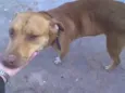 Boris