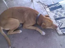 Cachorro ra a Mix de Pitbull idade 2 anos nome Boris