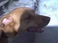 Boris