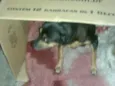 pequena