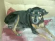 pequena
