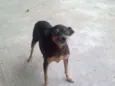 pequena