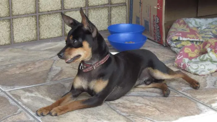 Cachorro ra a Pinscher idade 1 ano nome Pinscher