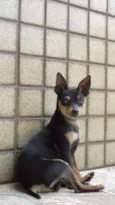 Pinscher