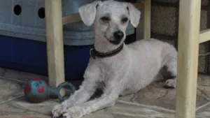 Cachorro raça poodle idade 1 ano nome poodle