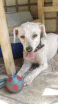 poodle