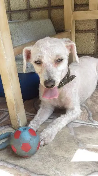 Cachorro ra a poodle idade 1 ano nome poodle