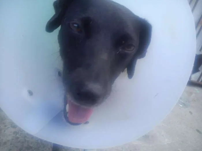Cachorro ra a SRD idade 3 anos nome adoção cachorra aba