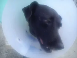 Cachorro raça SRD idade 3 anos nome adoção cachorra aba