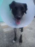 adoção cachorra aba