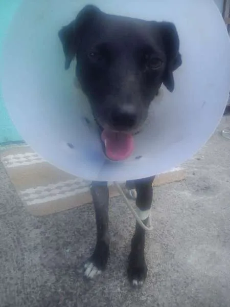 Cachorro ra a SRD idade 3 anos nome adoção cachorra aba