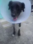 adoção cachorra aba