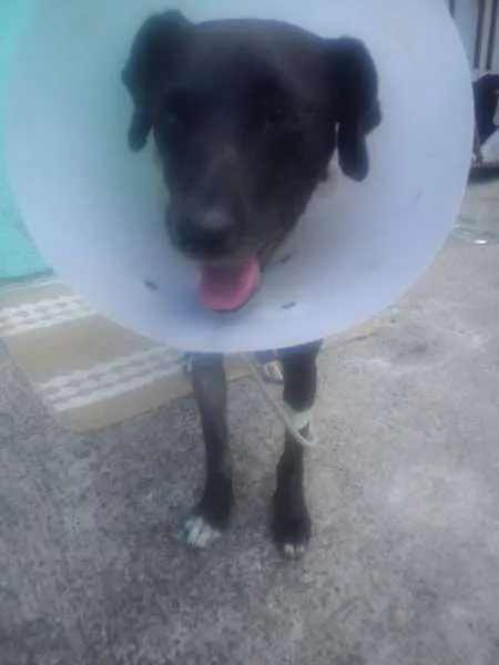 Cachorro ra a SRD idade 3 anos nome adoção cachorra aba
