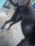 adoção cachorra aba