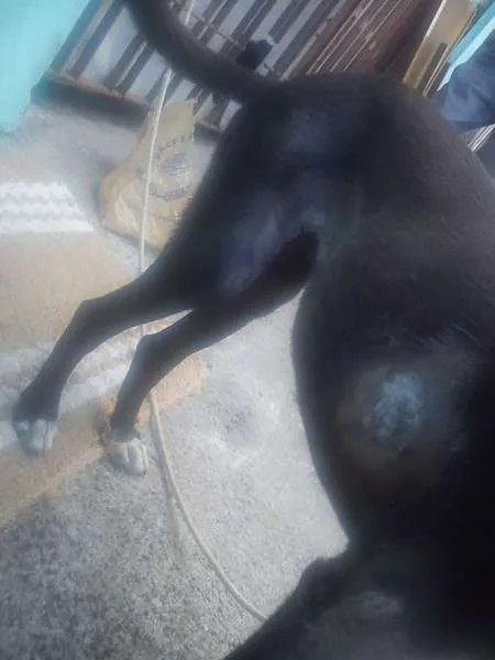 Cachorro ra a SRD idade 3 anos nome adoção cachorra aba