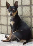 Pinscher