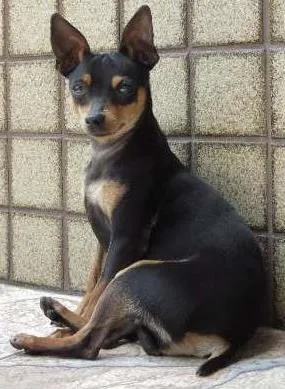 Cachorro ra a Pinscher idade 1 ano nome Pinscher