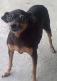 pequena