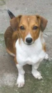 Cachorro raça SRD idade 2 a 6 meses nome Becks