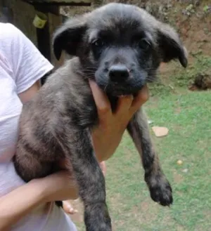 Cachorro raça sem raça idade Abaixo de 2 meses nome sem nome