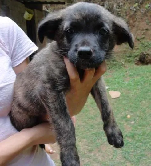 Cachorro ra a sem raça idade Abaixo de 2 meses nome sem nome